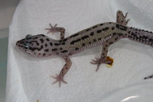 Gecko Leopardo Mack Snow Jungle ID R12-16