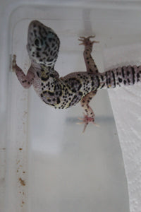 Gecko Leopardo Mack Snow ID R12-17
