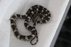 Serpiente del Maiz (Maicera) Anery Hembra ID RC-01