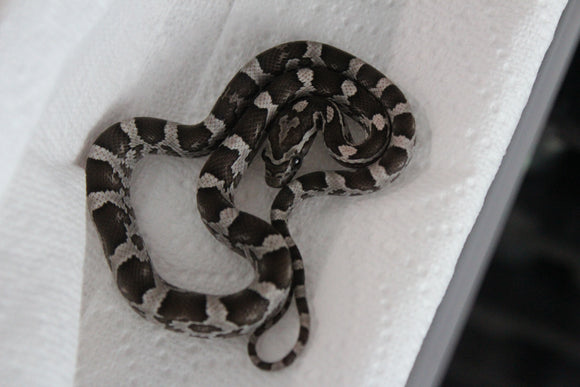 Serpiente del Maiz (Maicera) Anery Hembra ID RC-01