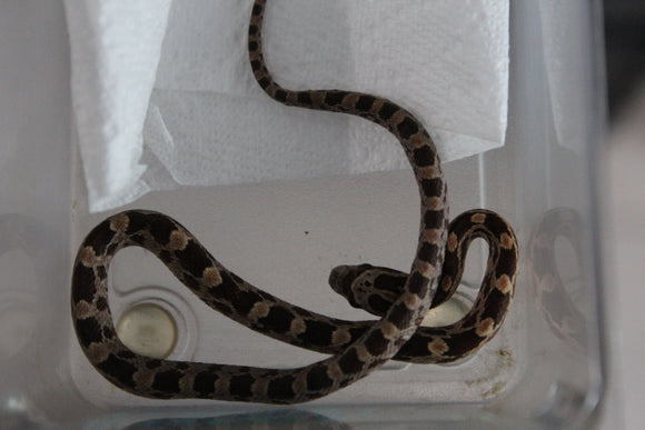 Serpiente del Maiz (Maicera) Nominal Macho ID RC-02