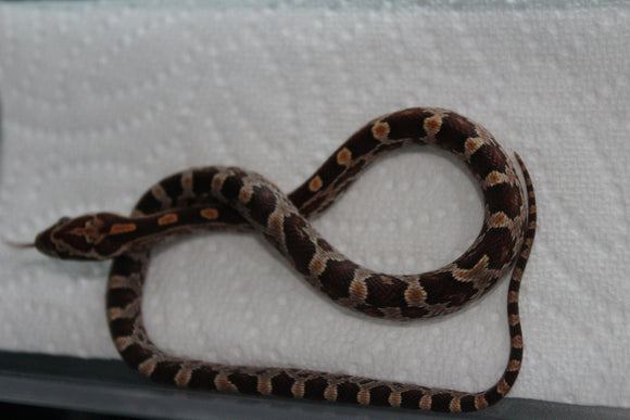 Serpiente del Maiz (Maicera) Nominal Macho ID RC-03