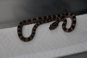 Serpiente del Maiz (Maicera) Nominal Hembra ID RC-04