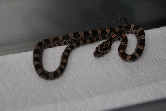 Serpiente del Maiz (Maicera) Nominal Hembra ID RC-04