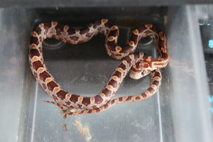 Serpiente del Maiz (Maicera) Nominal Hembra ID RC-06