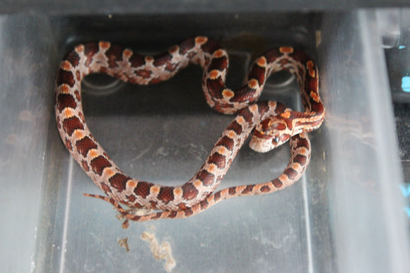 Serpiente del Maiz (Maicera) Nominal Hembra ID RC-06