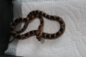 Serpiente del Maiz (Maicera) Nominal Hembra ID RC-07