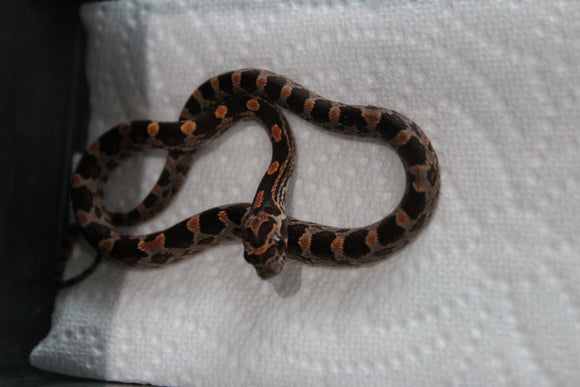 Serpiente del Maiz (Maicera) Nominal Hembra ID RC-07