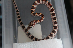 Serpiente del Maiz (Maicera) Nominal Hembra ID RC-08