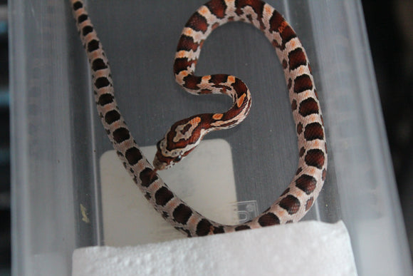 Serpiente del Maiz (Maicera) Nominal Hembra ID RC-08