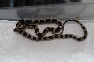 Serpiente del Maiz (Maicera) Nominal Hembra ID RC-10