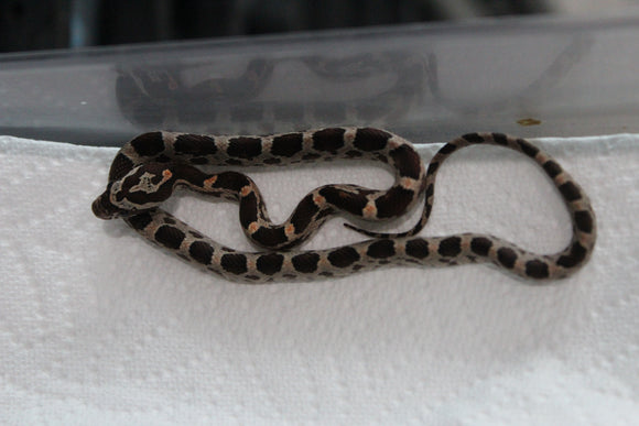Serpiente del Maiz (Maicera) Nominal Hembra ID RC-10