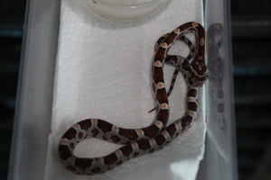 Serpiente del Maiz (Maicera) Nominal Hembra ID RC-11