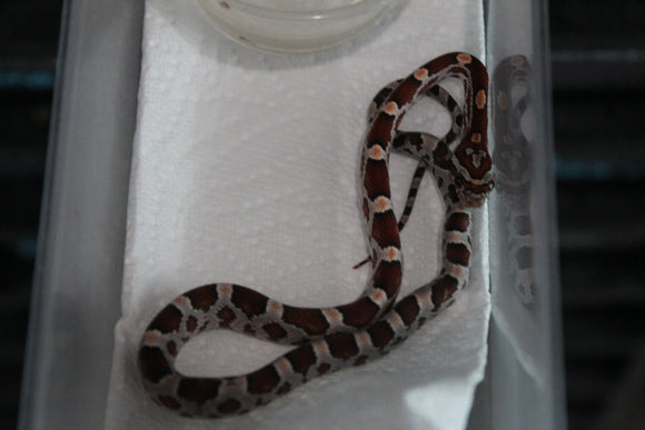 Serpiente del Maiz (Maicera) Nominal Hembra ID RC-11