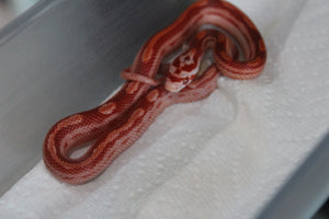 Serpiente del Maiz (Maicera) Albino Motley Hembra ID RC-26