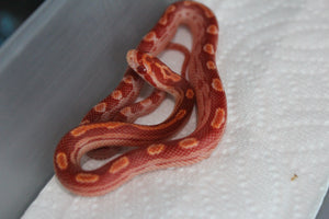Serpiente del Maiz (Maicera) Albino Motley Hembra ID RC-27