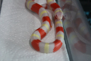 Falsa Coral Nelson Albina Macho ID RC-19