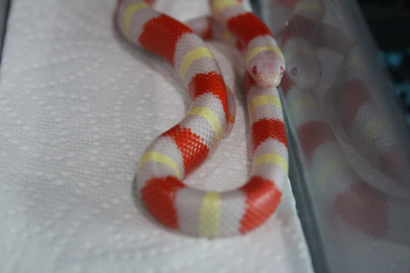 Falsa Coral Nelson Albina Macho ID RC-19