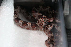 Serpiente del Maiz Bloodred macho id RC-33