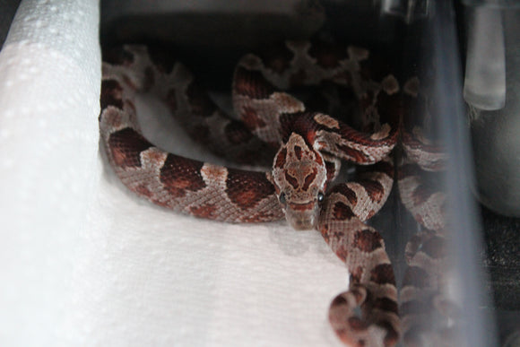 Serpiente del Maiz Bloodred macho id RC-33