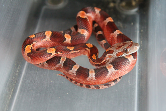 Serpiente del Maiz Bloodred Hembra A++ ID RC-34