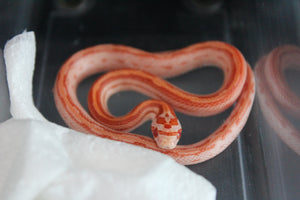 Serpiente del Maiz (Maicera) Albino Striped Macho ID RC-35