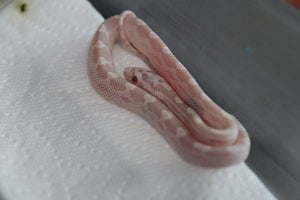 Serpiente del Maiz (Maicera) Snow Macho ID RC-36