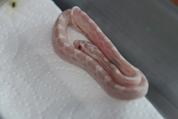 Serpiente del Maiz (Maicera) Snow Macho ID RC-36