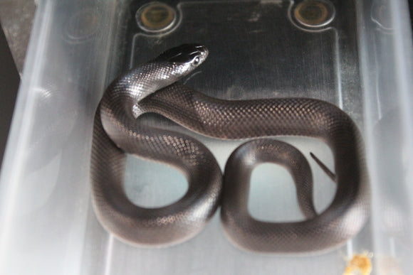 Rey Negra Mexicana Macho ID RC-37
