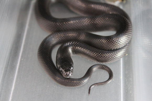 Rey Negra Mexicana Hembra ID RC-38