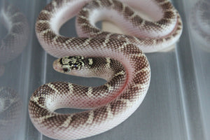 Rey de Brooks White Sided Macho ID RC-40