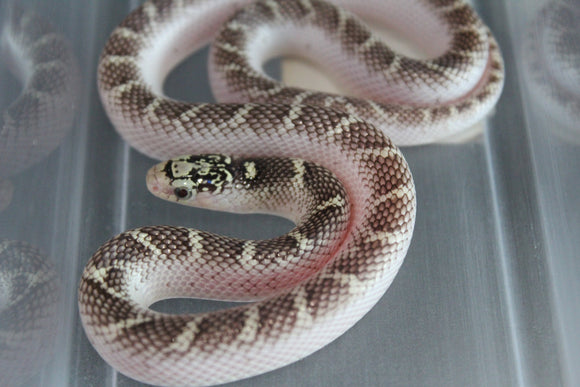 Rey de Brooks White Sided Macho ID RC-40