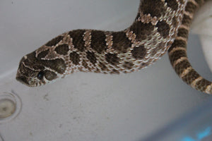 Serpiente Nariz de Cochino (Hognose) Het Axanthic Macho ID RC-41