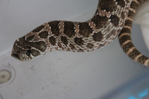 Serpiente Nariz de Cochino (Hognose) Het Axanthic Macho ID RC-41