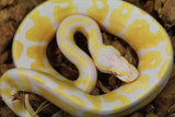 Piton Bola Candy Hembra ID R1-11