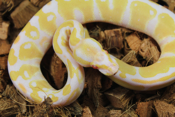 Piton Bola Albino Hembra iD R1-12