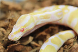 Piton Bola Albino Hembra iD R1-12