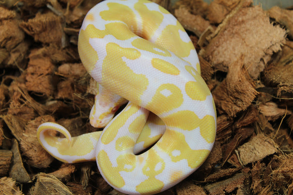 Piton Bola Albino Hembra iD R1-15