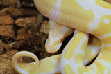Piton Bola Albino Hembra iD R1-15