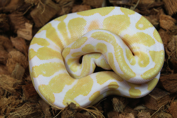 Piton Bola Albino Macho ID R1-16