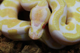 Piton Bola Albino Macho ID R1-16