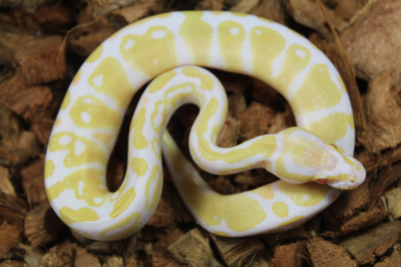 Piton Bola Albino Macho ID R2-08