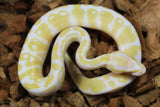 Piton Bola Albino Macho ID R2-08