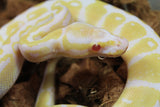 Piton Bola Albino Macho ID R2-08
