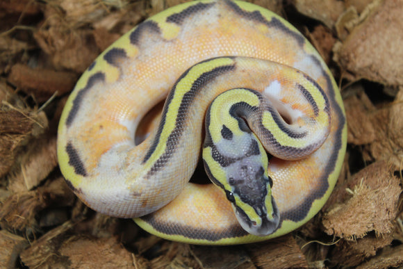 Piton Bola Pied Hypo Pastel Enchi Macho ID R3-01