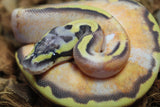 Piton Bola Pied Hypo Pastel Enchi Macho ID R3-01