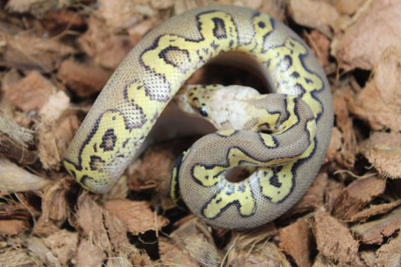Piton Bola Clown Stranger Pastel Het Hypo Macho ID R3-02