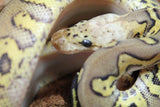 Piton Bola Clown Stranger Pastel Het Hypo Macho ID R3-02