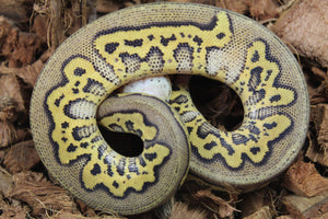 Piton Bola Clown Stranger Pastel Het Hypo Hembra ID R4-03
