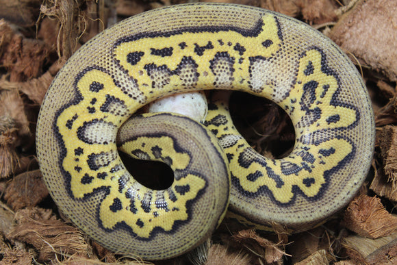 Piton Bola Clown Stranger Pastel Het Hypo Hembra ID R4-03